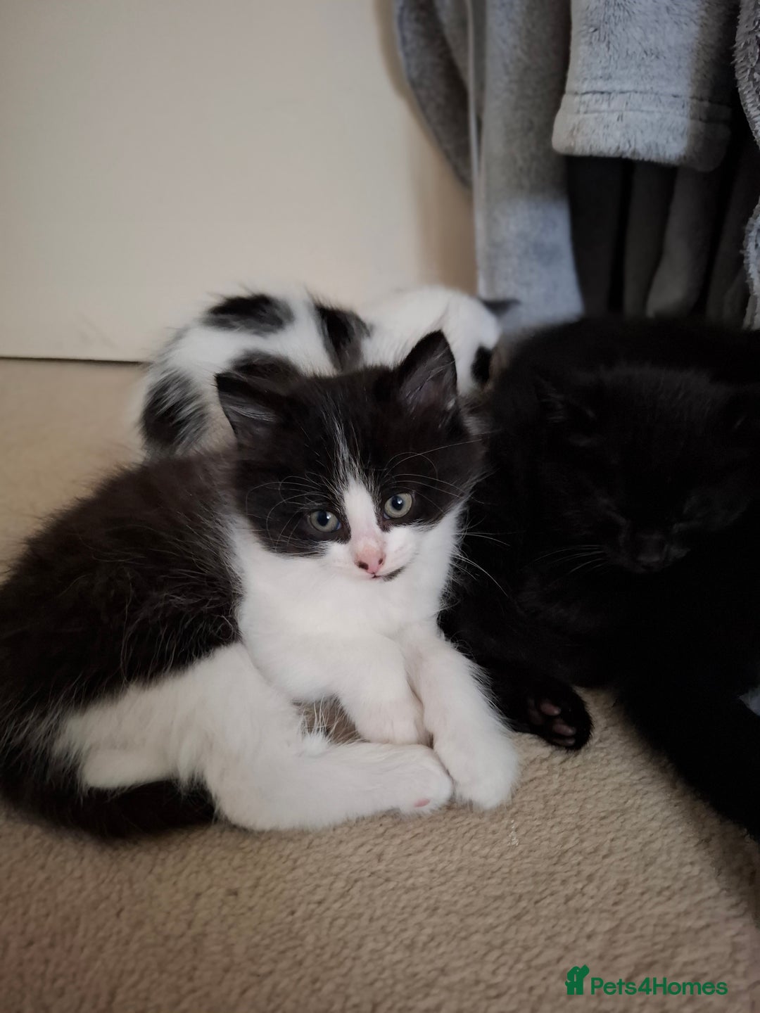 Mixed Breed cats for sale: seven funny kittens - Image 17