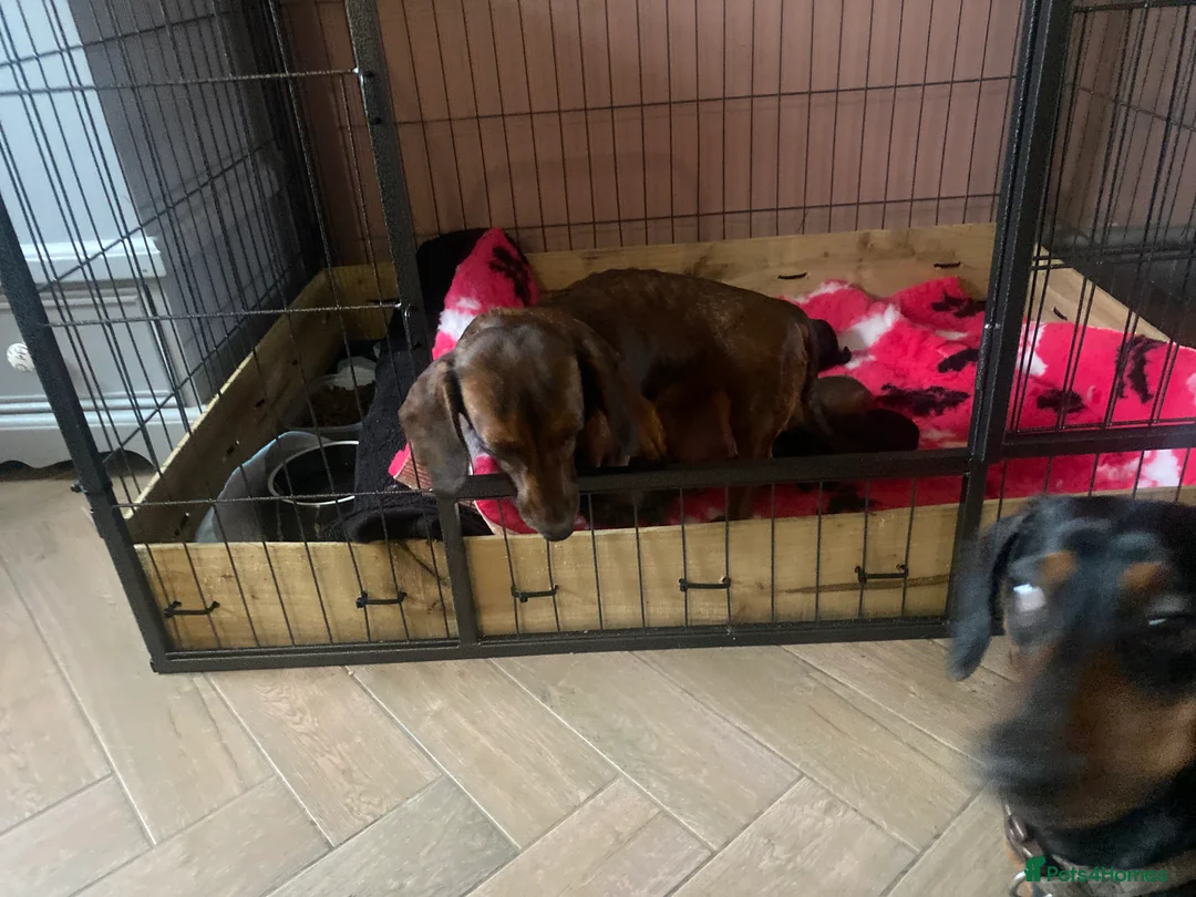 Miniature Dachshund dogs for sale: Miniature dachshund  - Advert 7