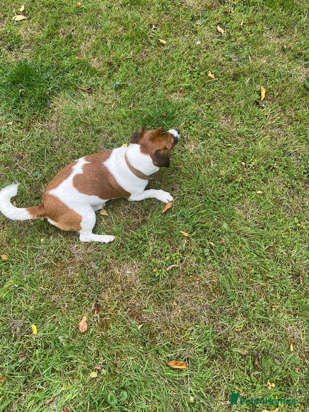 Jack Russell dogs for stud: Jack Russell Stud - Image 7