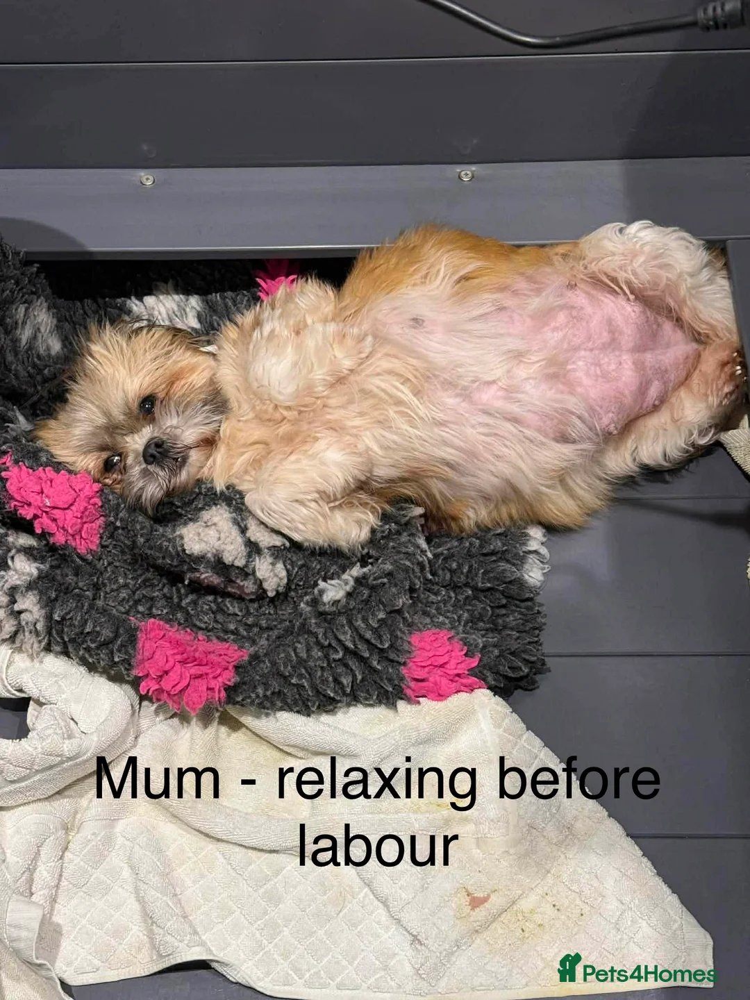 Shih Tzu dogs for sale: Early Spring Shihtzu Puppies  - Advert 13