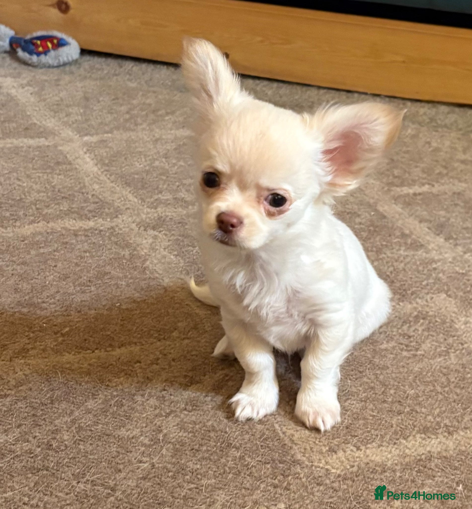 Chihuahua dogs Kc long coat chihuahua boy - Advert 2