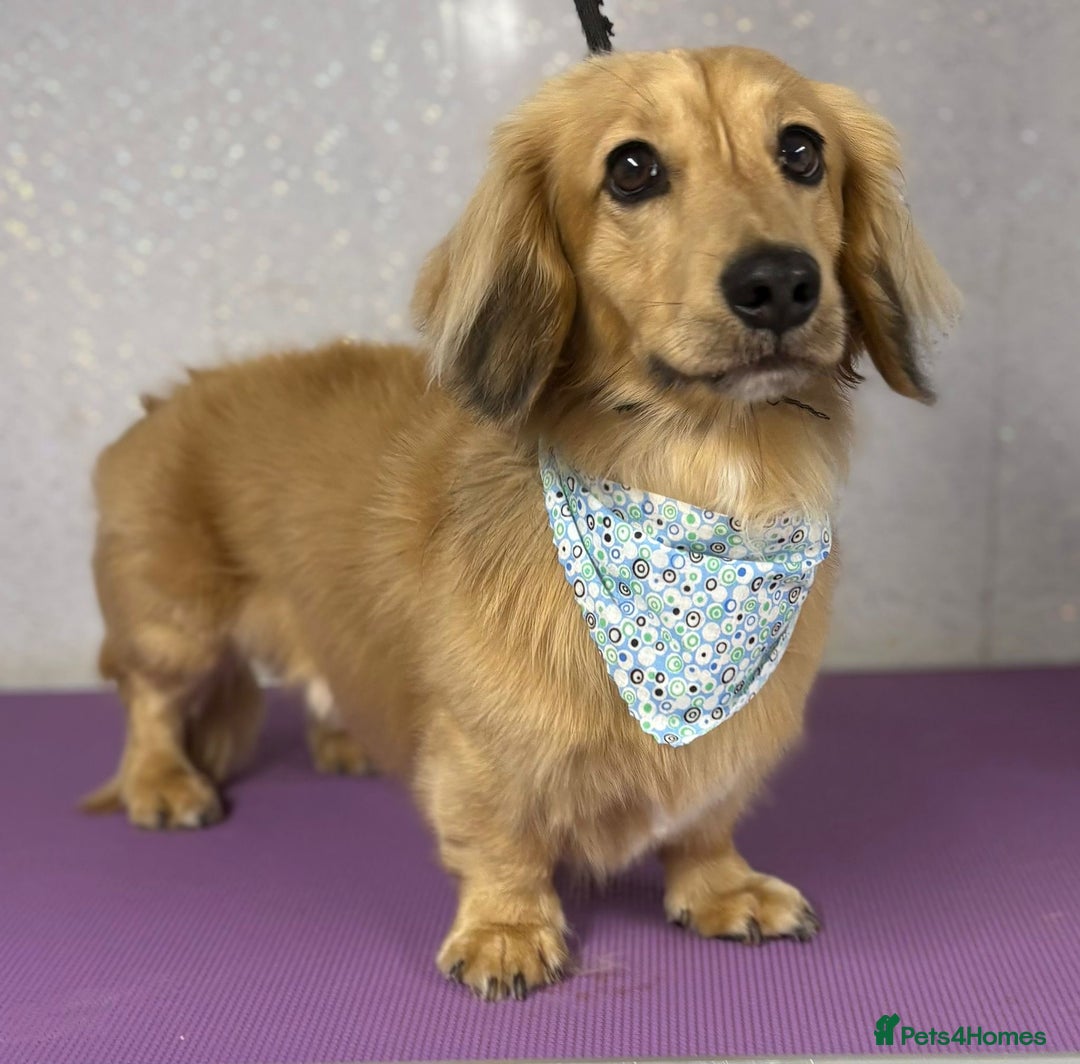 Miniature Dachshund dogs for stud: miniature longhaired dachshund for stud  in Newport - Advert 17