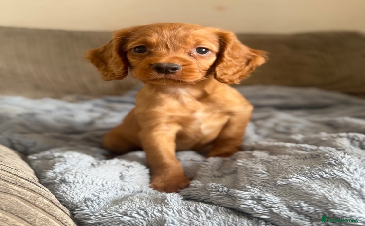 Cocker Spaniel dogs - Advert 1