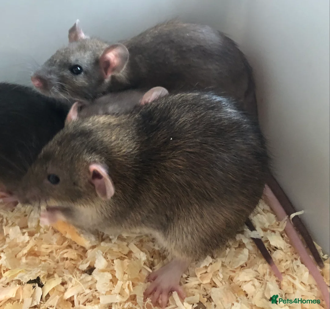 Rat rodents for sale: Beautiful tame fancy rats - Advert 28