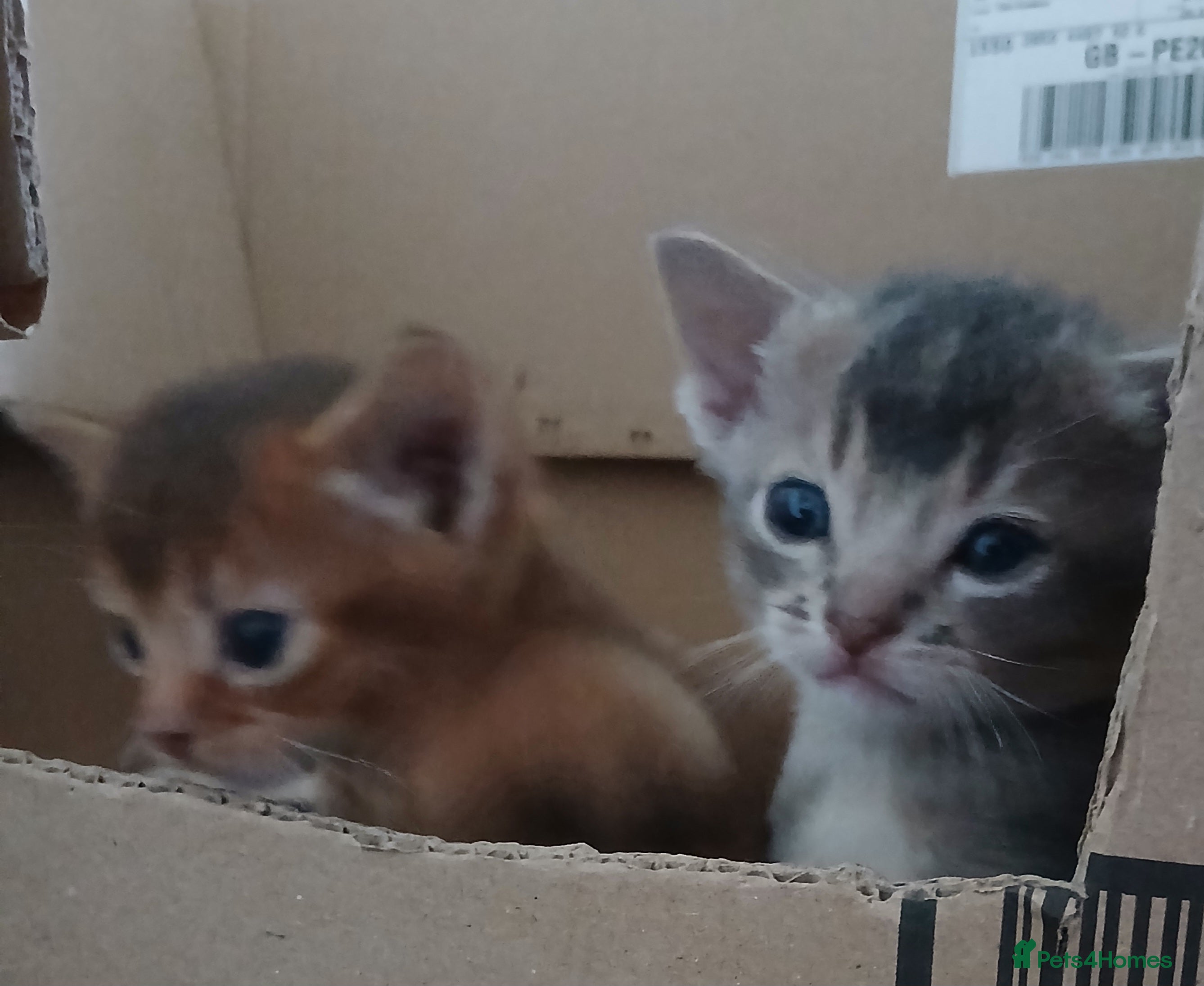 Abyssinian cats Super Aby kittens - Advert 1