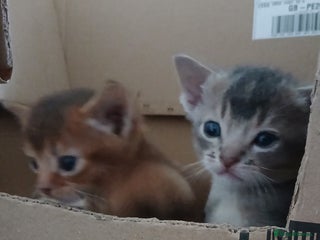 Abyssinian cats Super Aby kittens - Advert 1