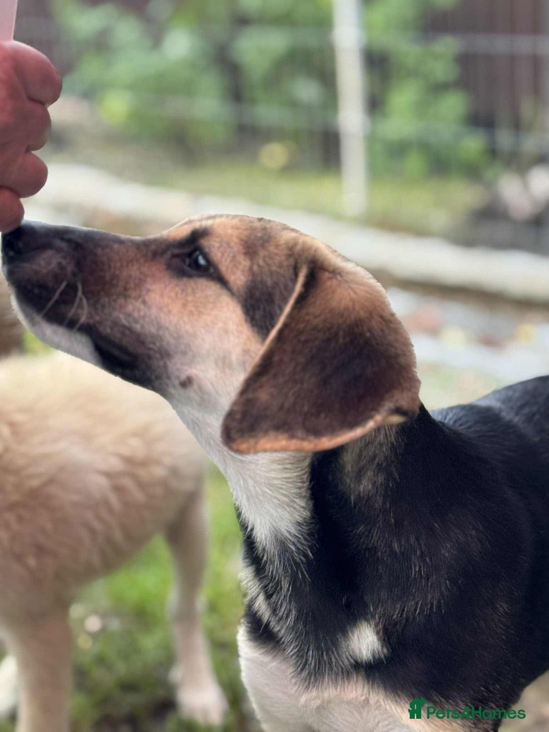 Mixed Breed dogs for adoption: DARIA -  a superb little girl, for a Loving Home - Image 2