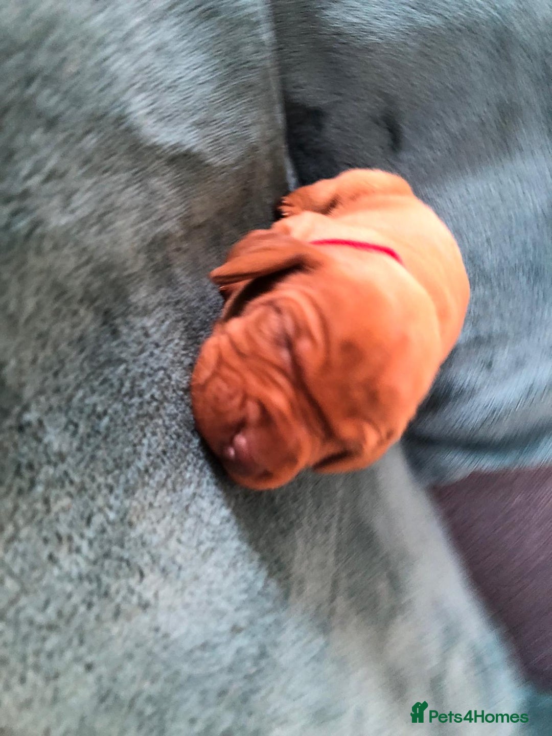 Hungarian Vizsla dogs for sale: Playfull and cheeky hungarian vizsla puppies  - Advert 38
