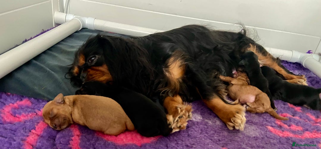 Cavalier King Charles Spaniel dogs for sale: KC, Health Tested Cavalier King Charles Spaniels  - Image 9