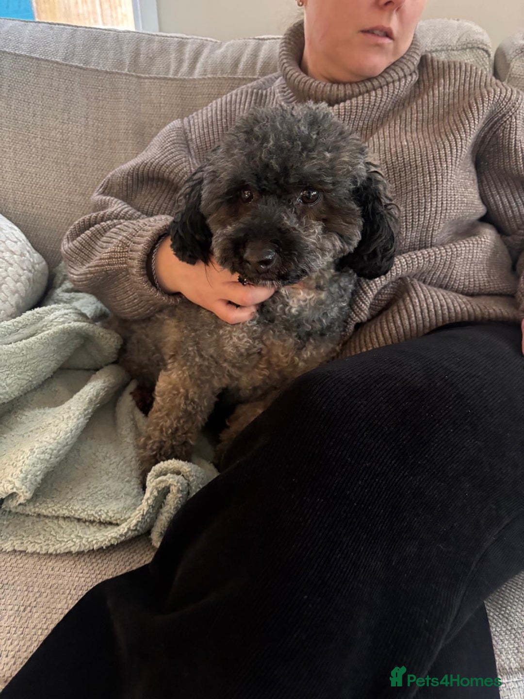 Cavapoo dogs for sale: Beautiful cavapoo puppies - Advert 1