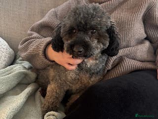 Cavapoo dogs Beautiful cavapoo puppies - Advert 17