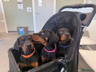 Dobermann dogs Pure European Doberman puppies - Advert 1