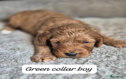 Cockapoo dogs for sale: Beautiful litter of 6 cockapoos - Image 3