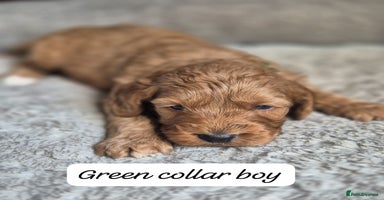 Cockapoo dogs - Advert 14