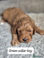 Cockapoo dogs - Advert 12