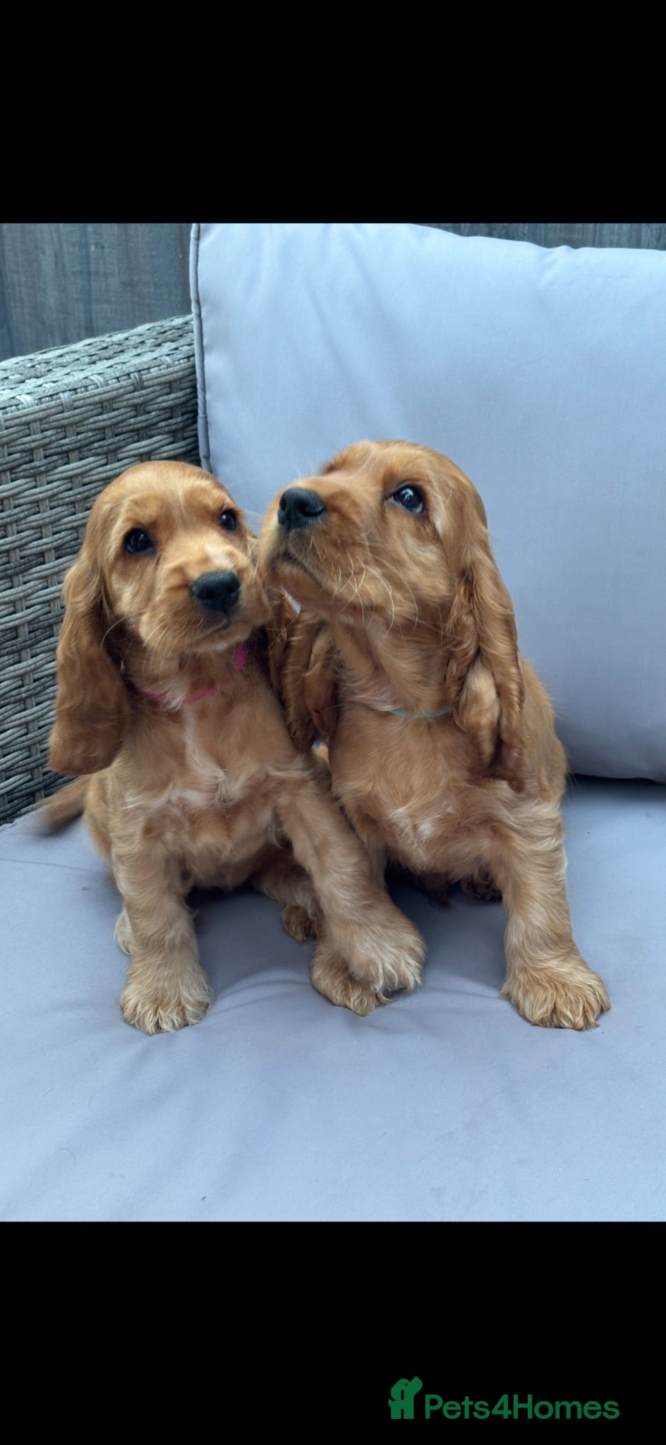 Cocker Spaniel dogs KC SHOW COCKER SPANIEL PUPS GOLDEN - Advert 1