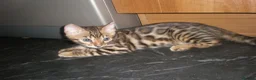 Bengal cats for sale: 5 Beautiful Bengal Kittens - Advert 21