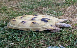 Tortoise reptiles for sale: Horsefield tortoise  in Colchester - Image 8