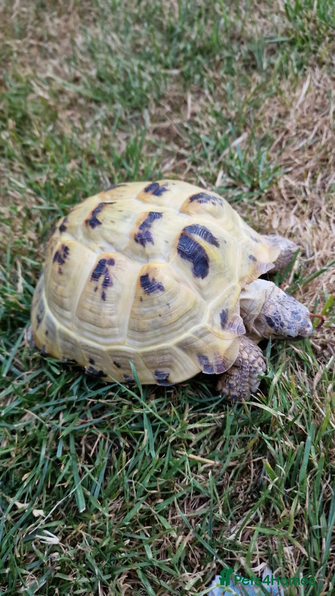Tortoise reptiles for sale: Horsefield tortoise  in Colchester - Image 8