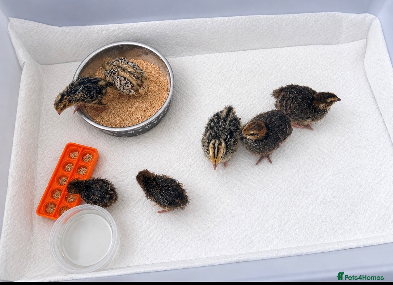 Quail poultry Chick quails - Advert 11