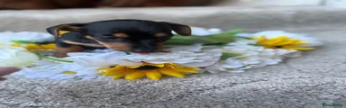 Jackshund 4