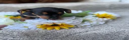 Jackshund dogs for sale: Beautiful JackShund Puppies - Advert 9