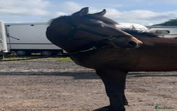 Irish Thoroughbred horses for sale: Lovely 15h mare - Image 10