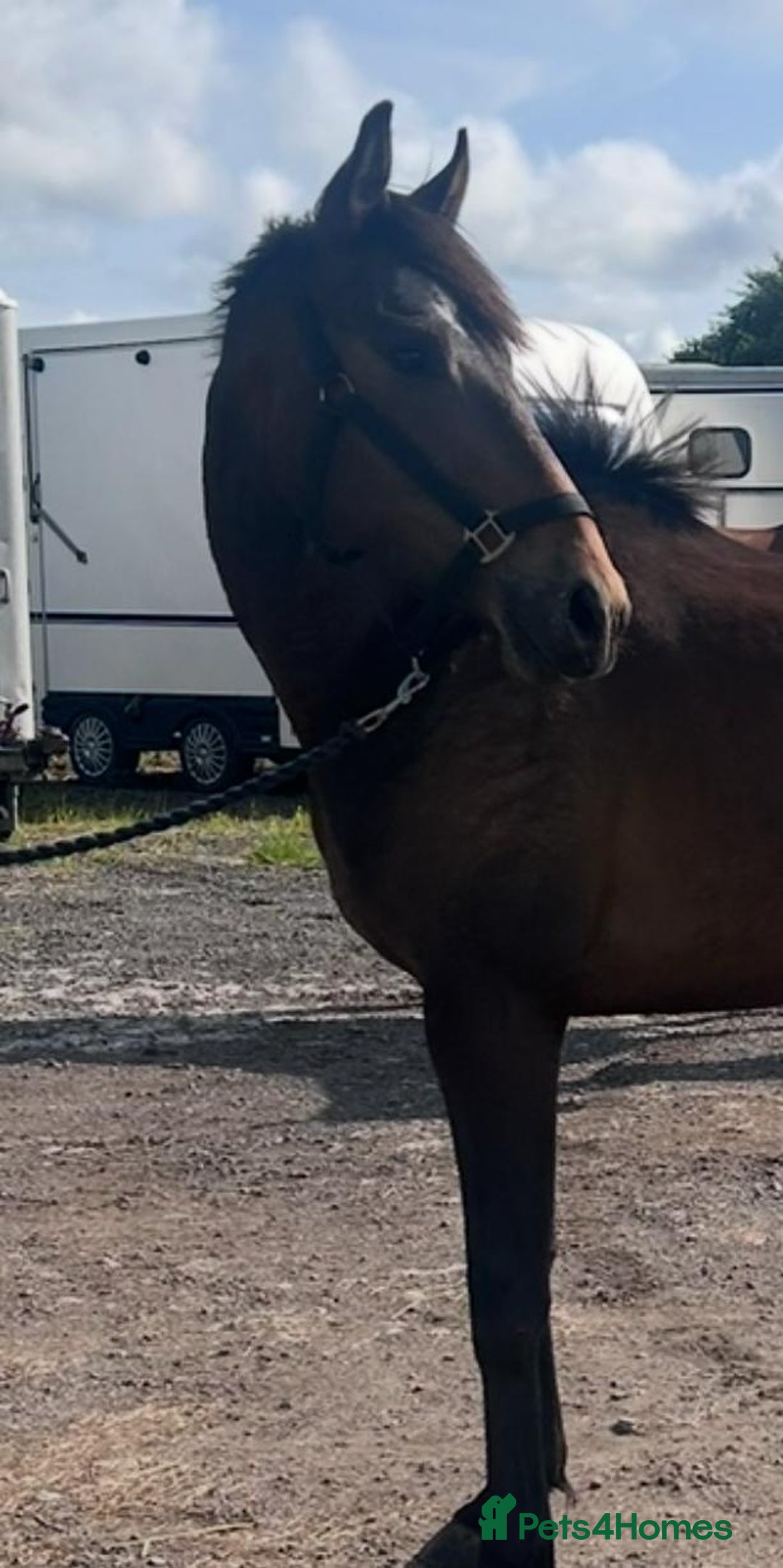 Irish Thoroughbred horses for sale: Lovely 15h mare - Image 10