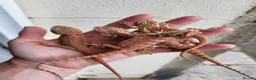 Bearded Dragon reptiles for sale: Bearded dragon SALE!!! - Advert 3