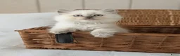 British Shorthair cats for sale: Rare colours British Kittens, ready soon.  - Advert 7