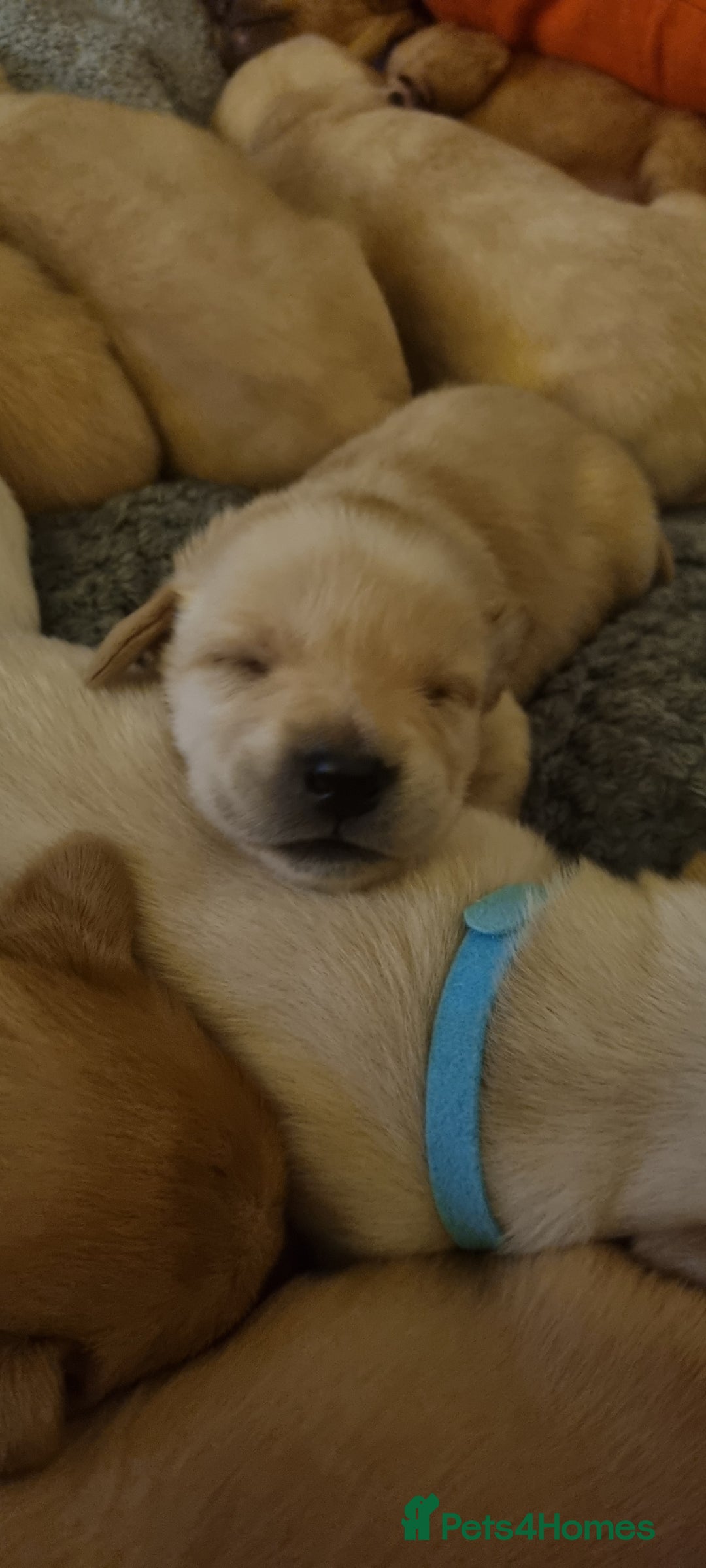 Labrador Retriever dogs for sale: Labrador puppies - Advert 15