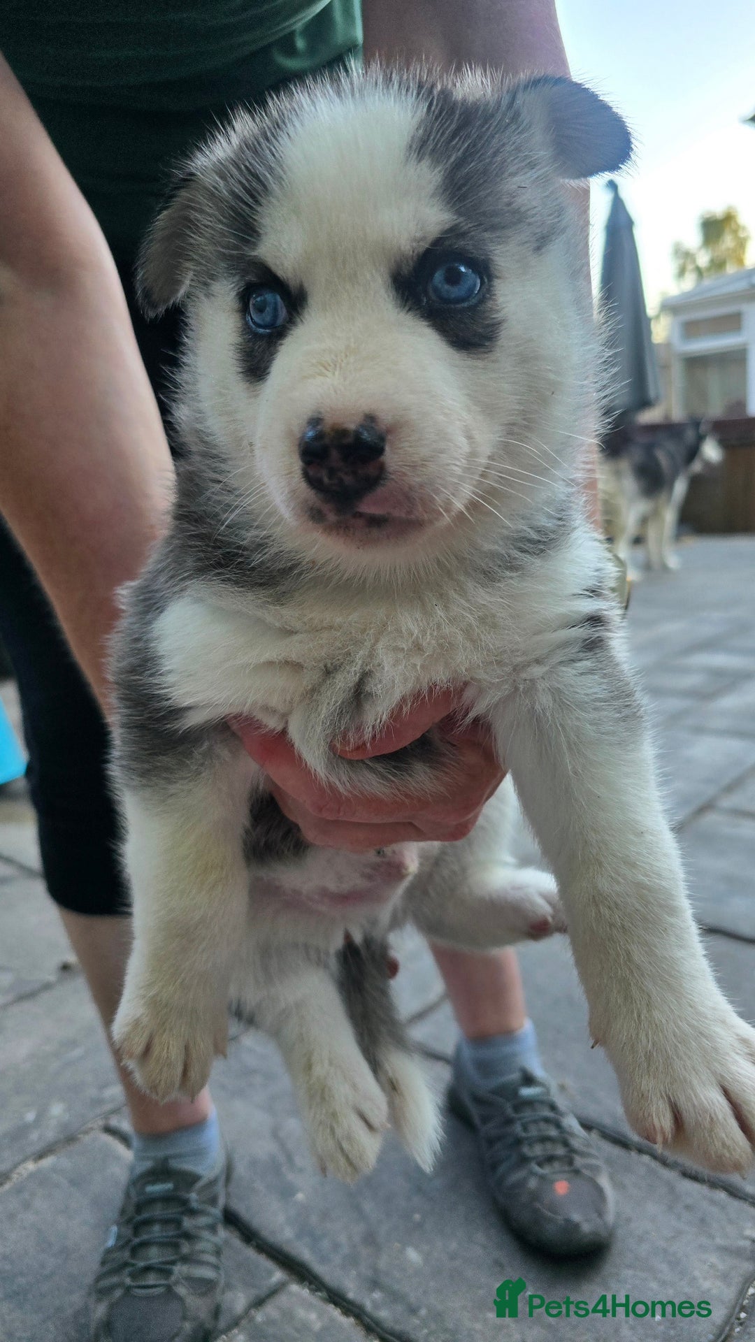 Siberian Husky dogs for sale: Siberian husky pups  - Image 7