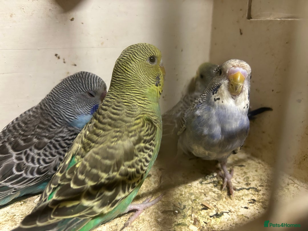 Budgerigars birds for sale: Budgies for sale, all in good health… - Image 2