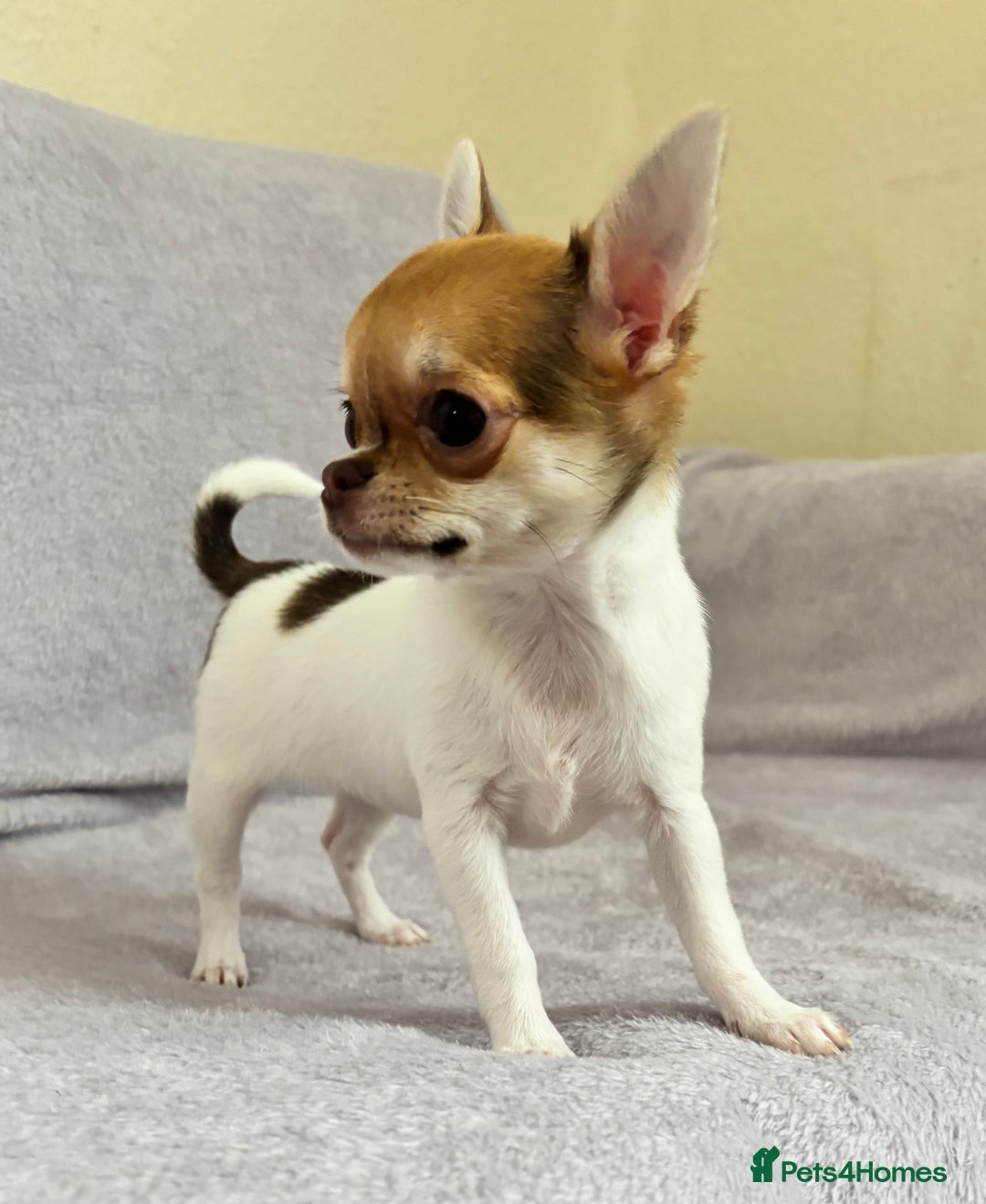 Chihuahua dogs for sale: Beautiful tiny puppies, Chihuahua - Advert 2
