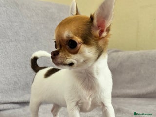 Chihuahua dogs Beautiful tiny puppies, Chihuahua - Advert 8