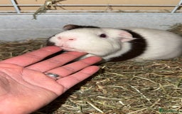 Guinea Pig rodents for sale: Two males  - Image 9