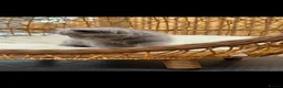 Exotic cats for sale: Exotic kittens  - Advert 13