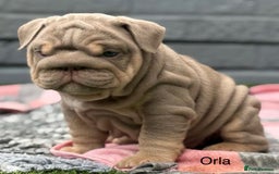 English Bulldog dogs for sale: Outstanding English bulldog puppies - Image 24