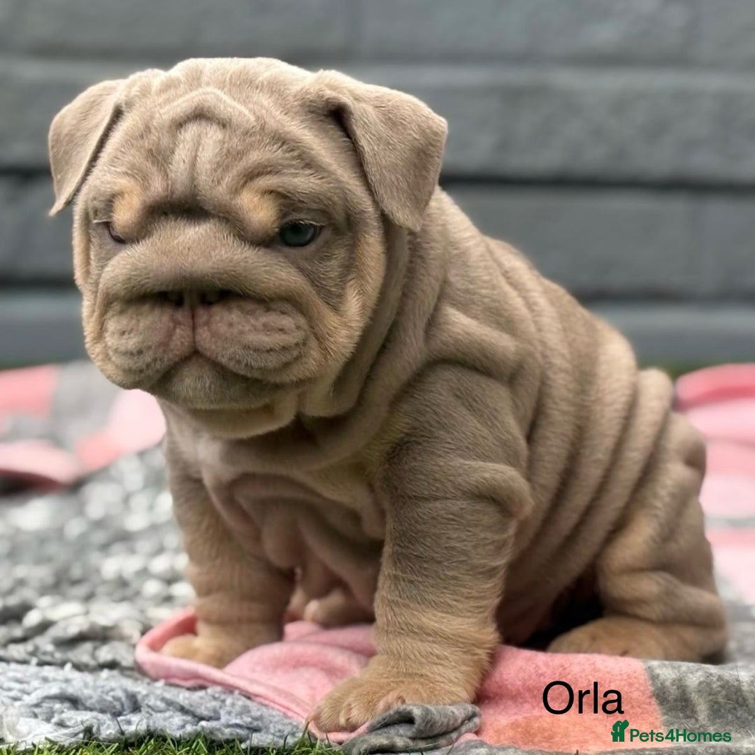 English Bulldog dogs for sale: Outstanding English bulldog puppies - Image 24