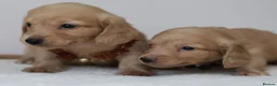Miniature Dachshund dogs for sale: 5*Licensed+CREAM+LONGHAIR+Kc+PRACLEAR+VetChecked - Advert 11