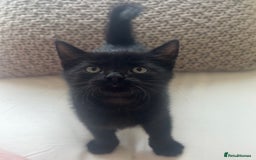 Domestic Shorthair cats for sale: 2 male all black kittens  - Image 2