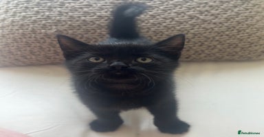 Domestic Shorthair cats - Advert 12