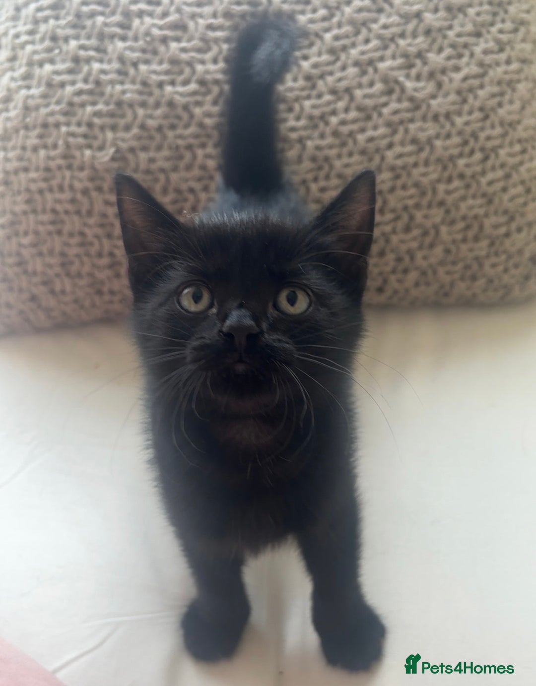 Domestic Shorthair cats for sale: 2 male all black kittens  - Image 2