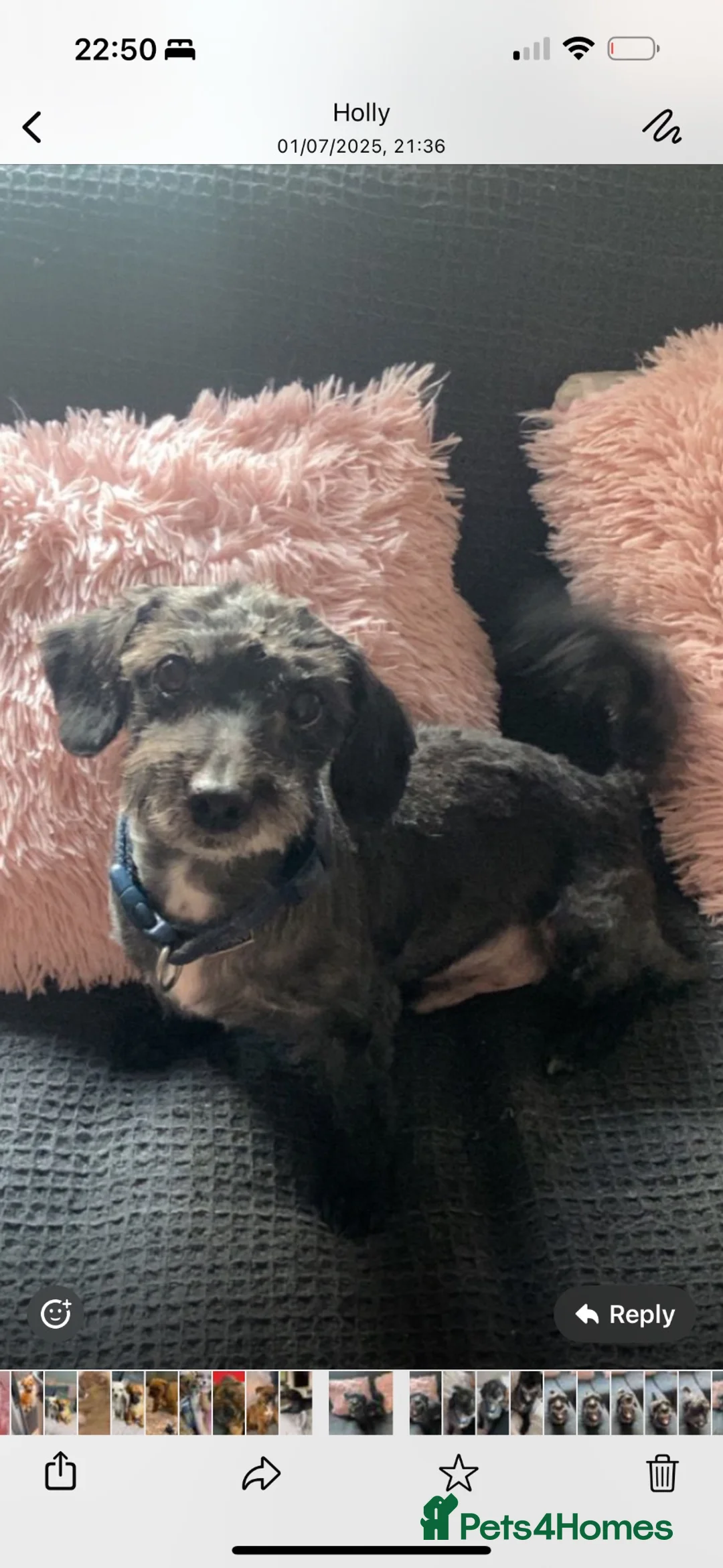 Mixed Breed dogs for sale: Chihuahua X puppies for sale - Advert 17