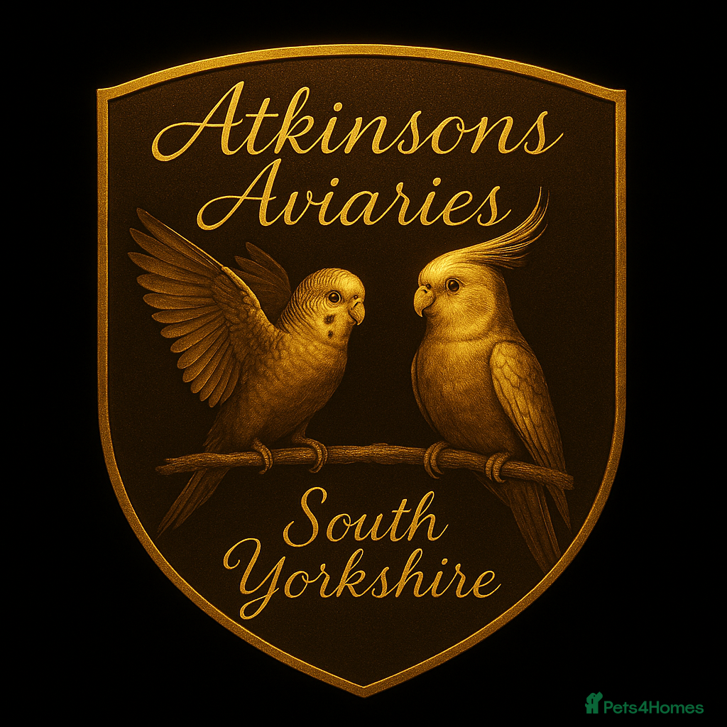 Budgerigars birds 1 male 1 female adult breeding budgie £100 - Advert 12