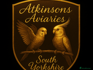 Budgerigars birds 1 male 1 female adult budgie £100 - Advert 3