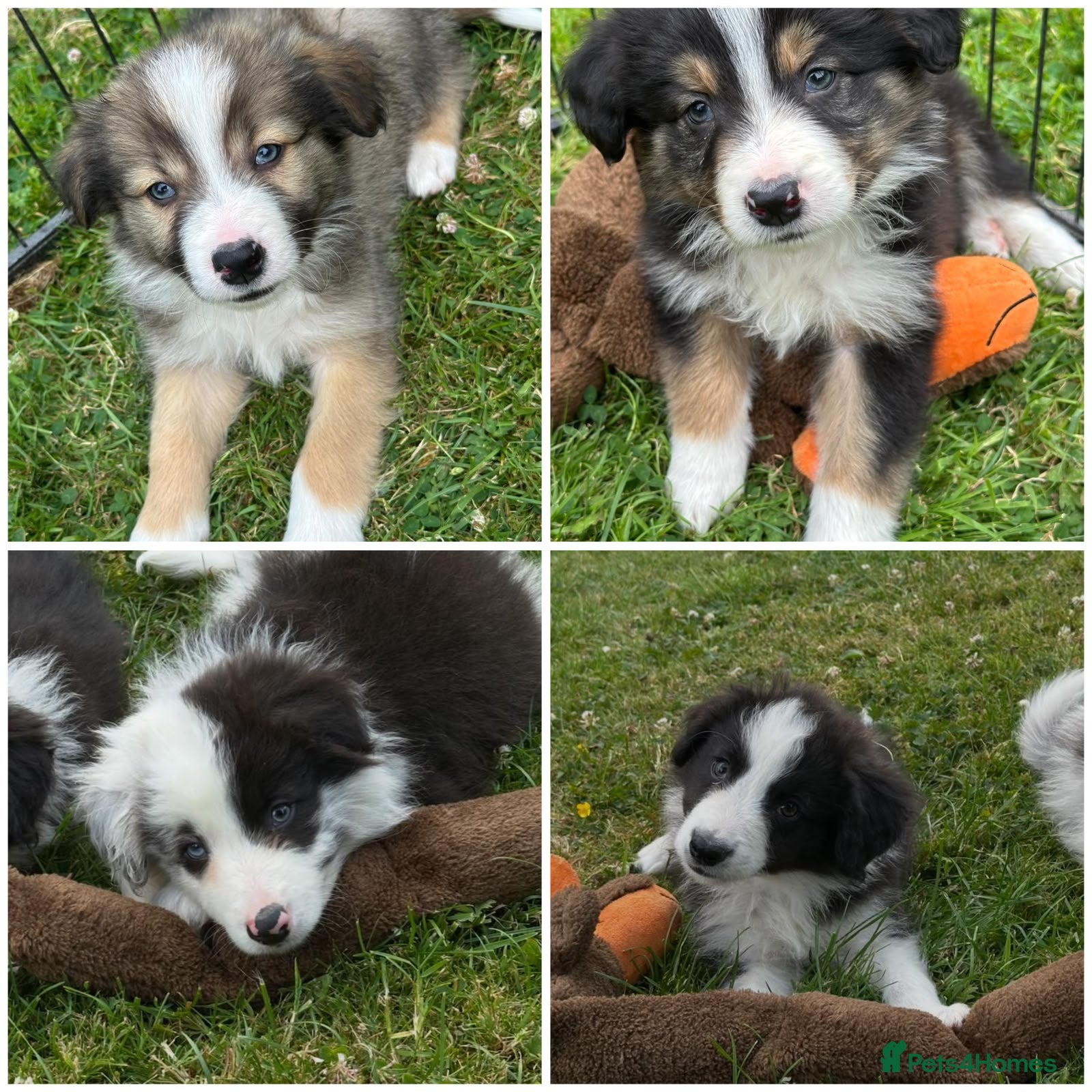 Border Collie dogs Stunning border collie pups  - Advert 1