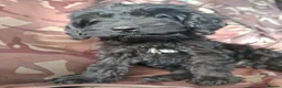 Cockapoo dogs for sale: Cockapoo femal puppy in Atherstone - Advert 2