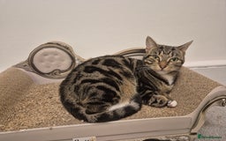 Domestic Shorthair cats for sale: Majestic Cat looking for a loving home - Image 11