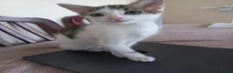 Mixed Breed cats for sale: Kitten for sale  in South Croydon - Advert 5